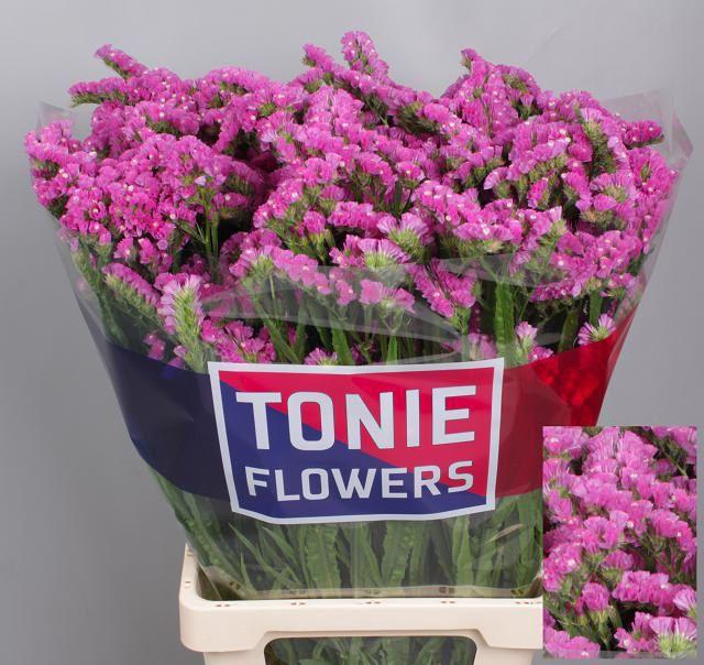 <h4>Lim S Sin Etern Pink</h4>