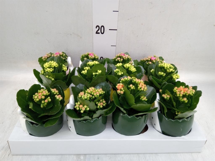<h4>Kalanchoe blos. 'RosDon Collection'</h4>