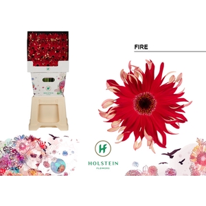 Gerbera Pasta Fire Diamond