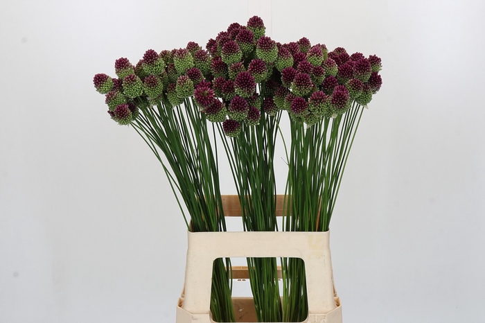 <h4>Allium Sphaerocephalon</h4>
