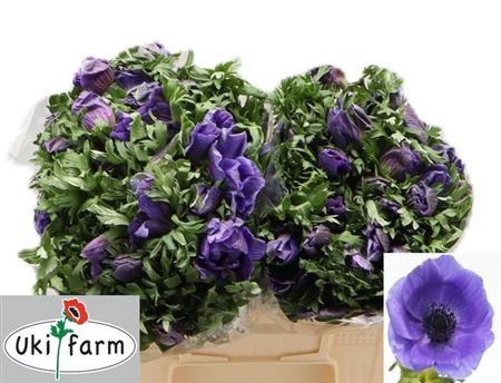 <h4>Anem Co Galil Blauw</h4>