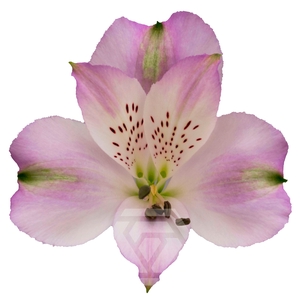 ALSTR LOUISIANA Tessa