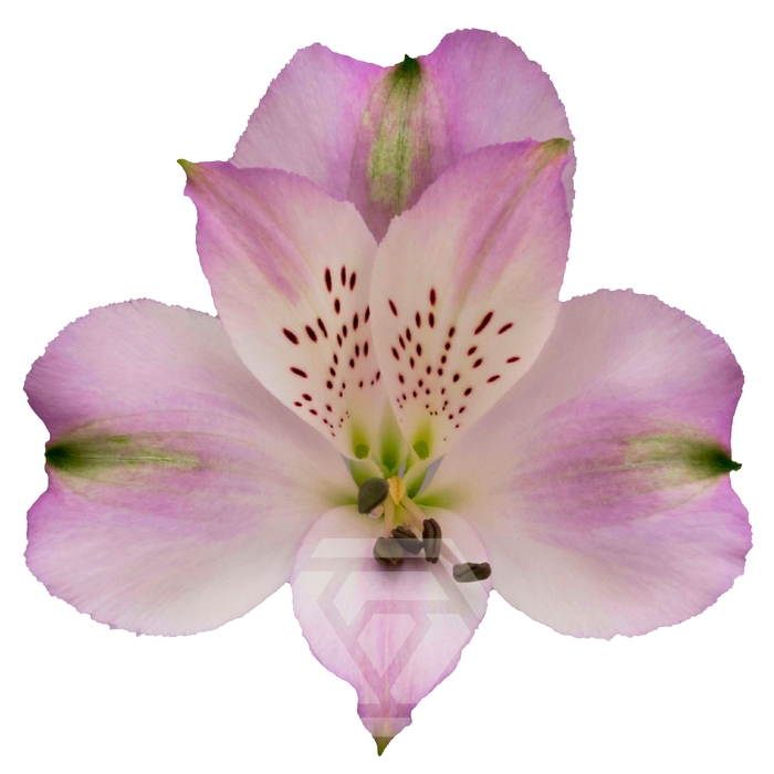 <h4>ALSTR LOUISIANA Tessa</h4>