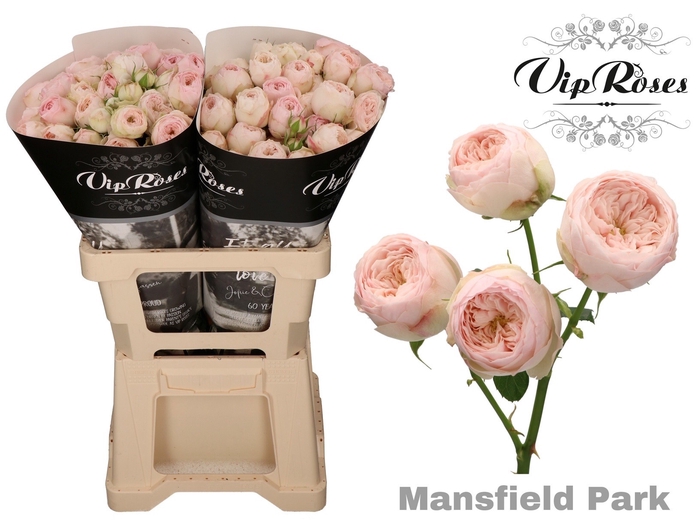 <h4>R TR MANSFIELD PARK</h4>