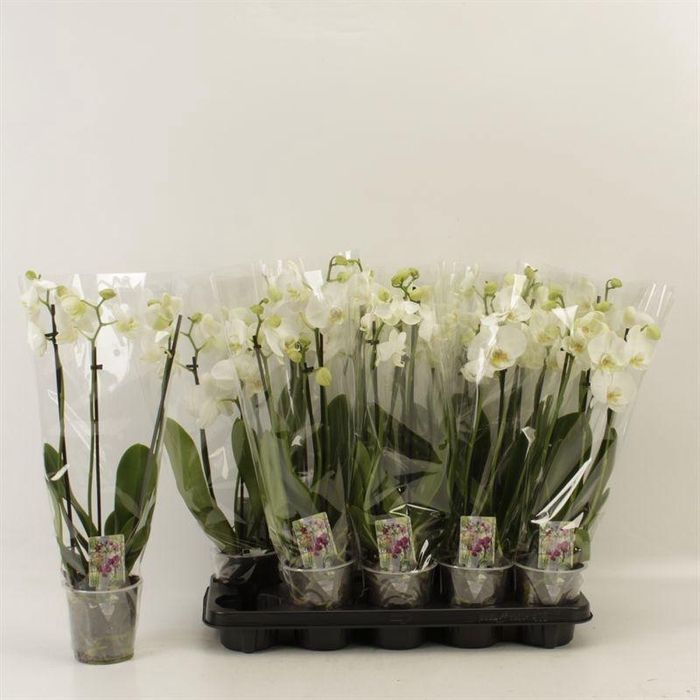 <h4>PHAL OV WIT</h4>