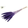 Babala on natural stem Purple