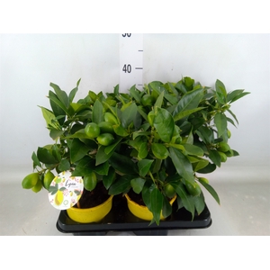 Citrofortunella floridana