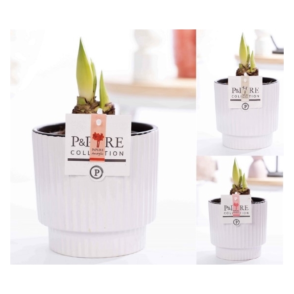 <h4>Hippeastrum mix in P&PURE Ivy ceramics shiny white</h4>