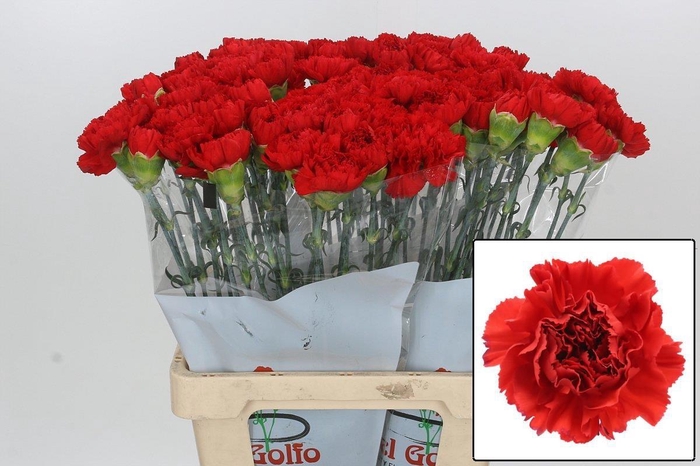 <h4>DI ST GENNARO</h4>