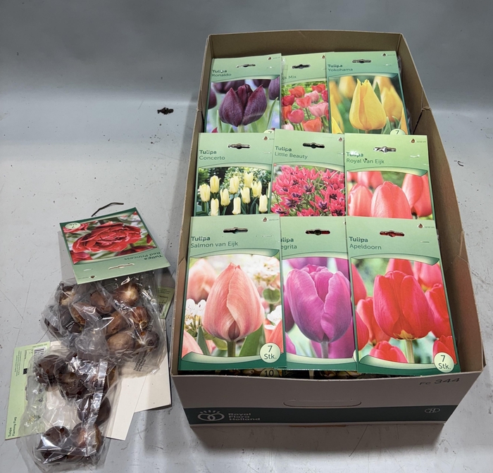 <h4>BLOEMBOL TULIPA</h4>