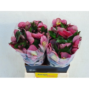 HELL FRK PIPPAS PURP