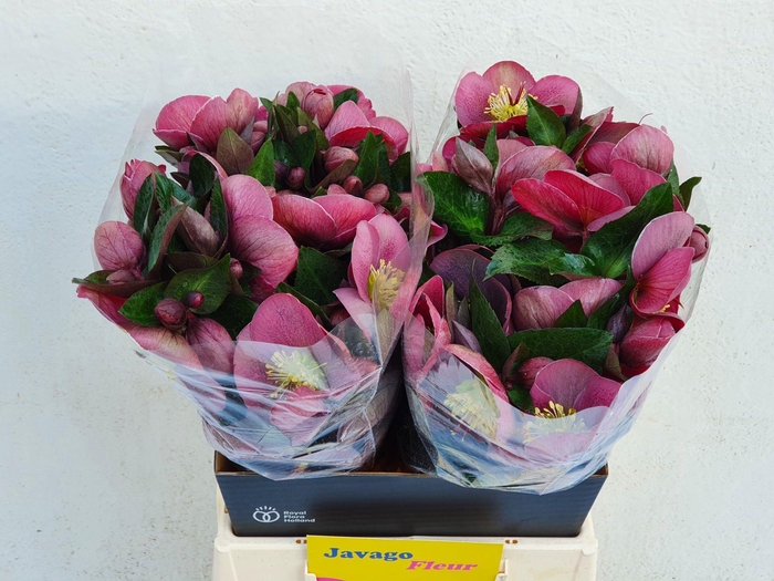 <h4>HELL FRK PIPPAS PURP</h4>