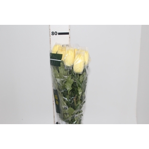 ANASTASIA SUNNY 080 CM AMARELO