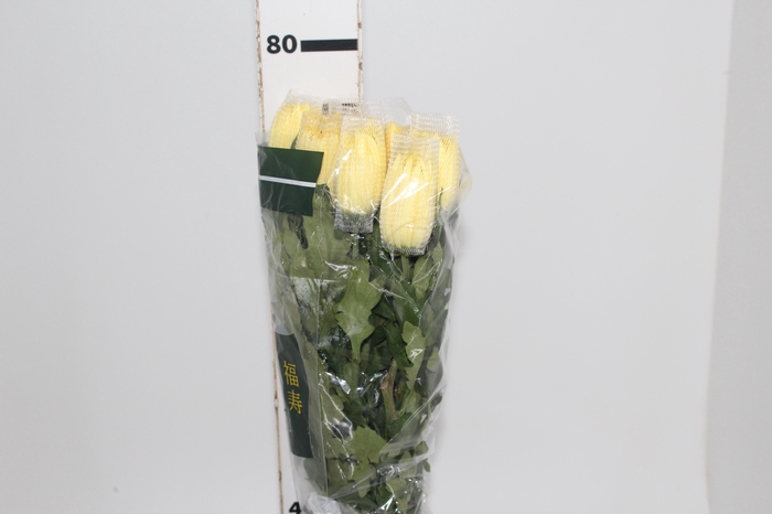 <h4>ANASTASIA SUNNY 080 CM AMARELO</h4>