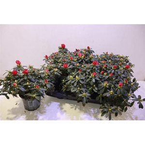 arr8 Rhodo Si Tosh Paris