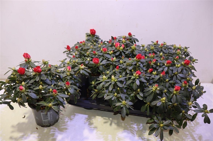 <h4>arr8 Rhodo Si Tosh Paris</h4>