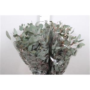Euca Populus Leaf Extra
