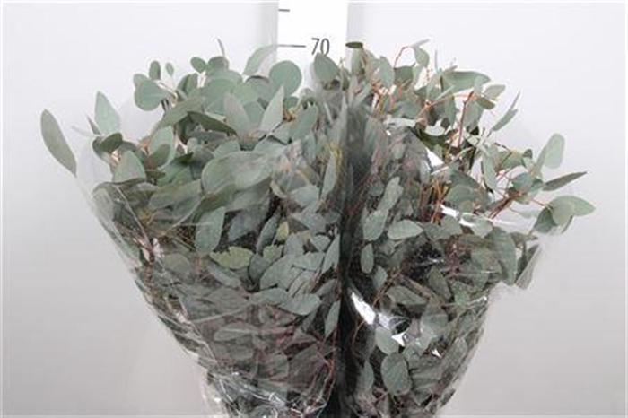 <h4>Euca Populus Leaf Extra</h4>