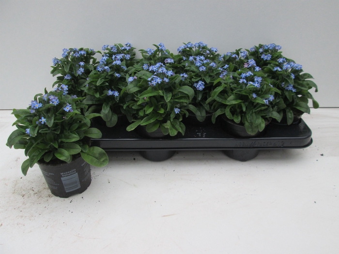 <h4>MYOS SY MON AMIE</h4>