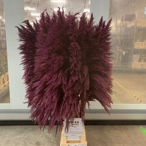 Dried Cortaderia Sacuara Red