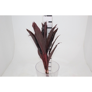 FOLHAGEM DRACENA RUBRA VINHO