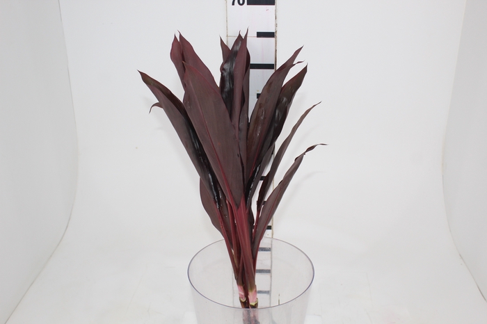 <h4>FOLHAGEM DRACENA RUBRA VINHO</h4>