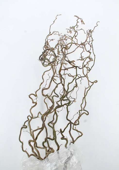 <h4>CORYLUS AV CONTORTA 2 JARIG</h4>