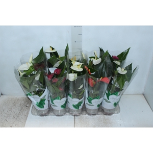 ANTHURIUM VARIADO P12