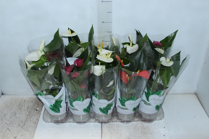 <h4>ANTHURIUM VARIADO P12</h4>