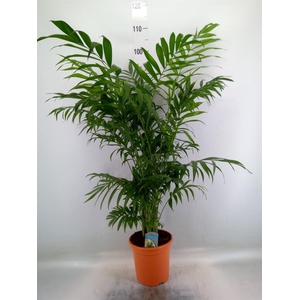 Chamaedorea elegans