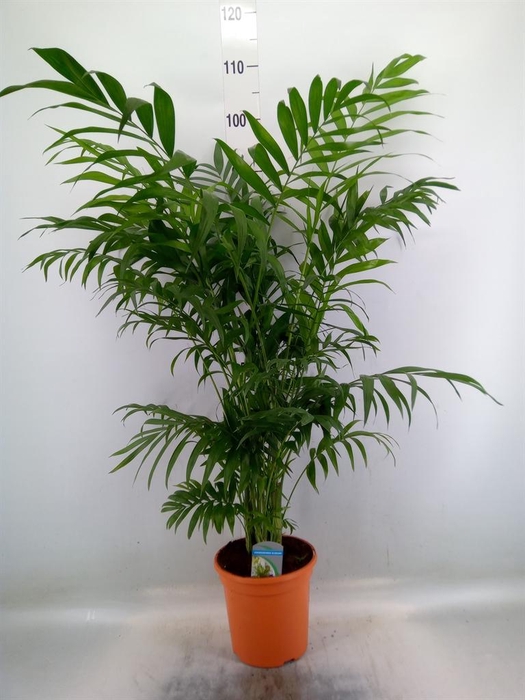 <h4>Chamaedorea elegans</h4>