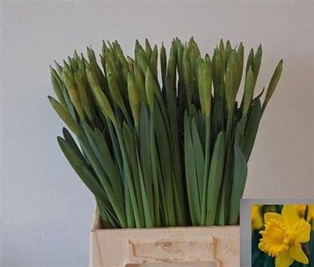 <h4>Narc T Dutch Master</h4>