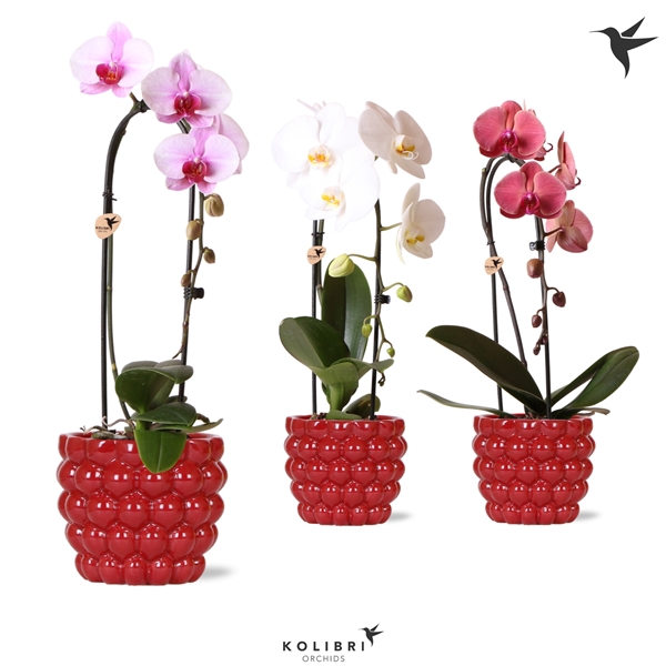 <h4>Kolibri Orchids Cascade Niagara fall 1 spike in berry</h4>