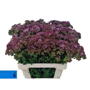 Orig Vu Charm Purple