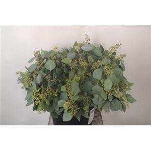 Euc Populus Berry Per Bunch 150 Gram S U P E R