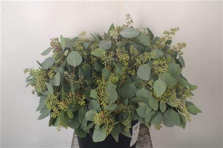 <h4>Euc Populus Berry Per Bunch 150 Gram S U P E R</h4>