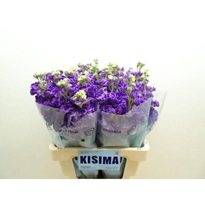 Matth Iron Purple