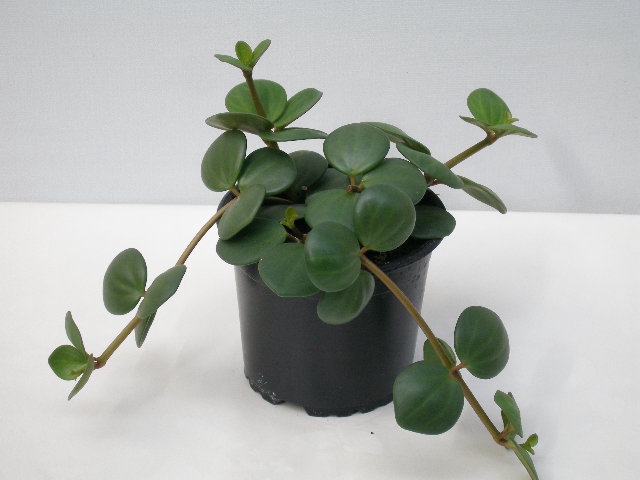 <h4>PEPEROMIA PECUNIFOLIA P11 HOPE</h4>