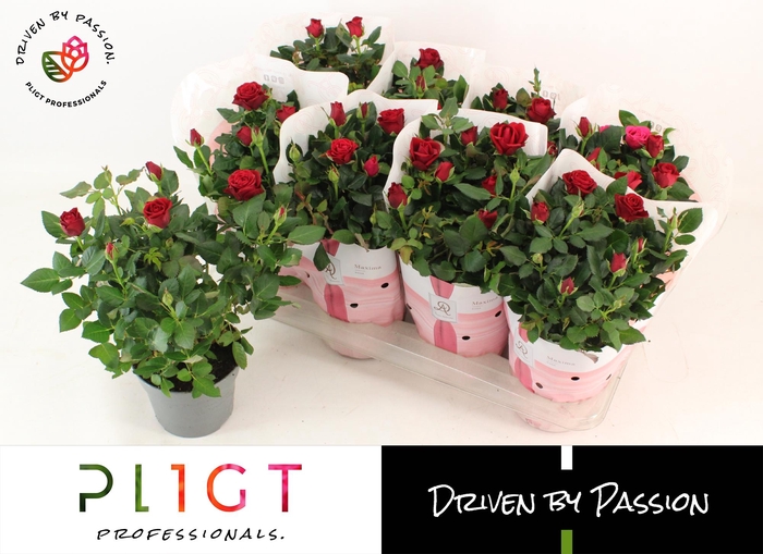 <h4>RO SCA MERCEDES KORD</h4>