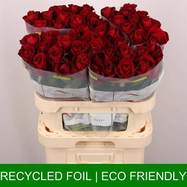 <h4>R GR EVER RED</h4>