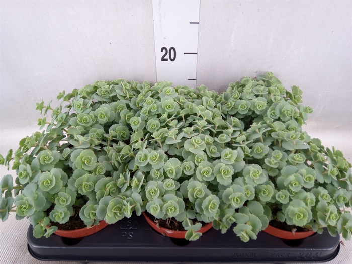 <h4>Sedum sieboldii</h4>