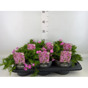 Phlox sub. 'MacDaniels Cushion'