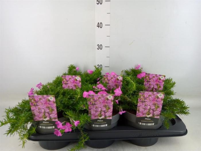 <h4>Phlox sub. 'MacDaniels Cushion'</h4>