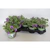 Calibrachoa Double Sky Blue