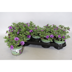 Calibrachoa Double Blue