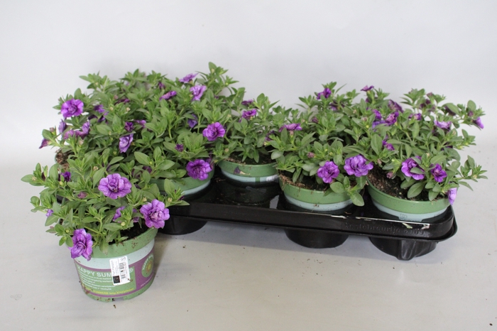 <h4>Calibrachoa Double Blue</h4>