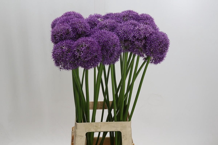 <h4>Allium Pinball Wizard</h4>