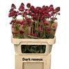 Centranthus Ruber Dark Roseus