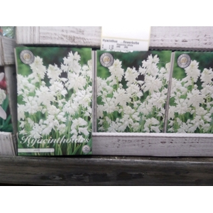 Hyacinthus   ...flowerbulbs