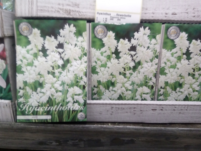 <h4>Hyacinthus   ...flowerbulbs</h4>